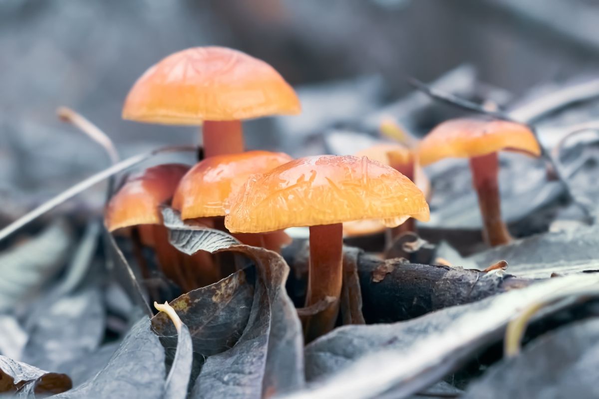 wild flammulina enoki