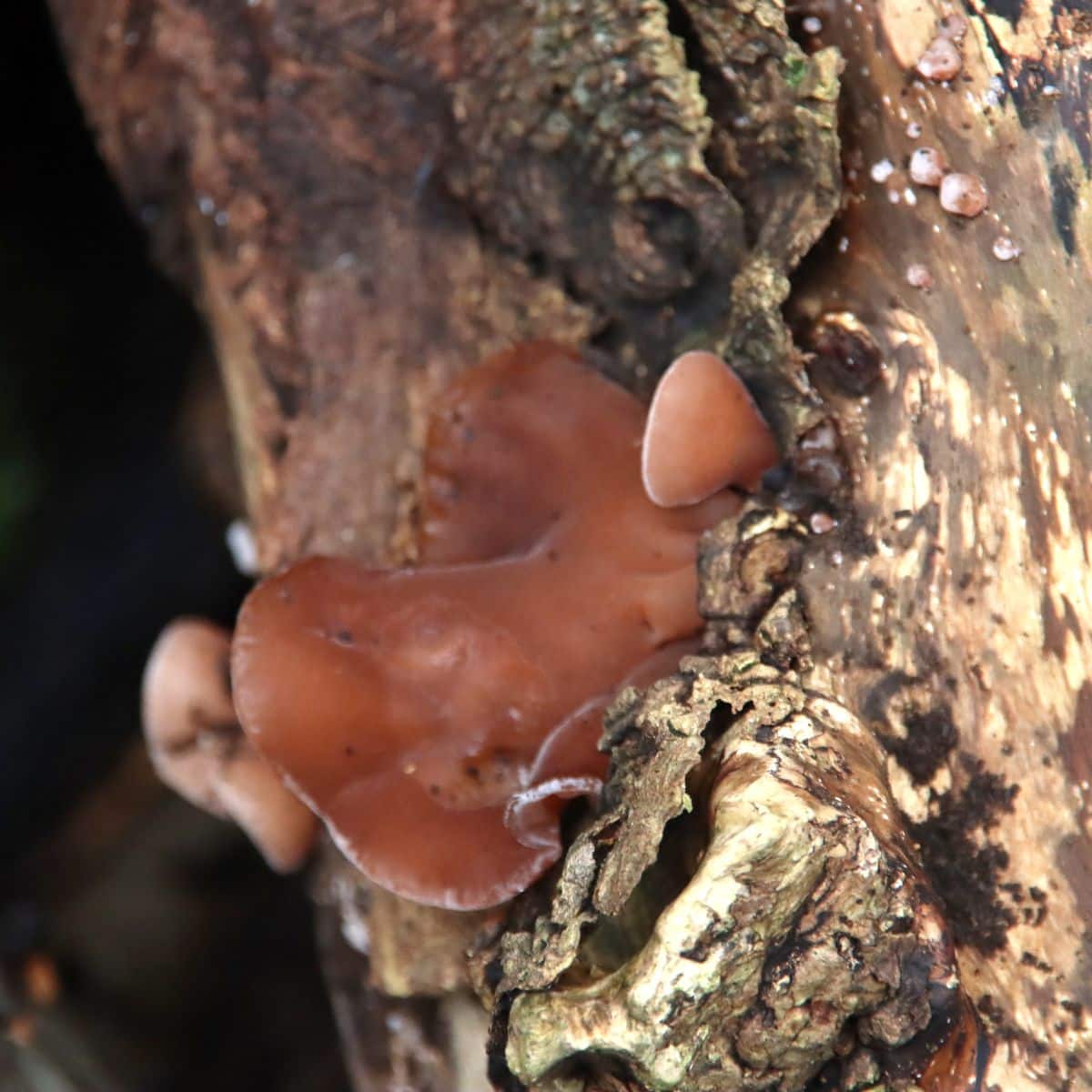 tree jellyfish mushroom