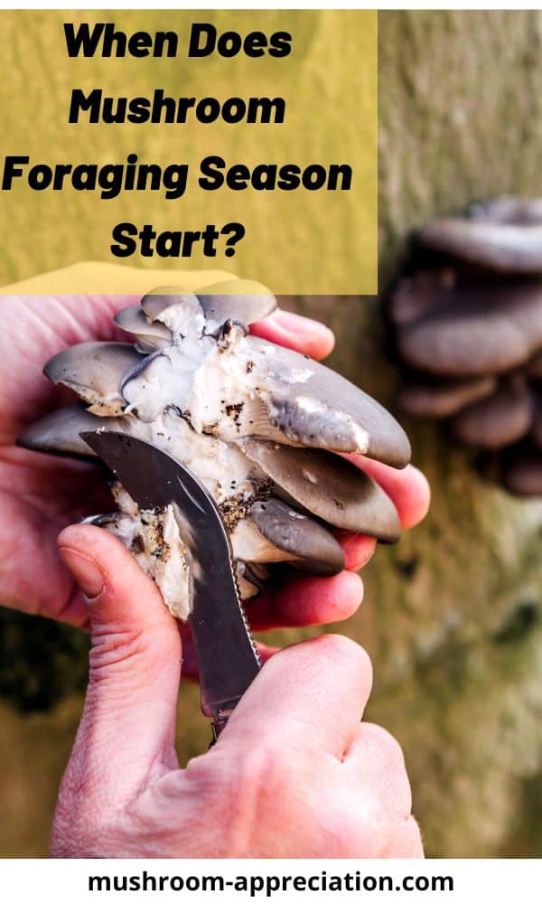 When Does Mushroom Foraging Season Start? Mushroom Appreciation