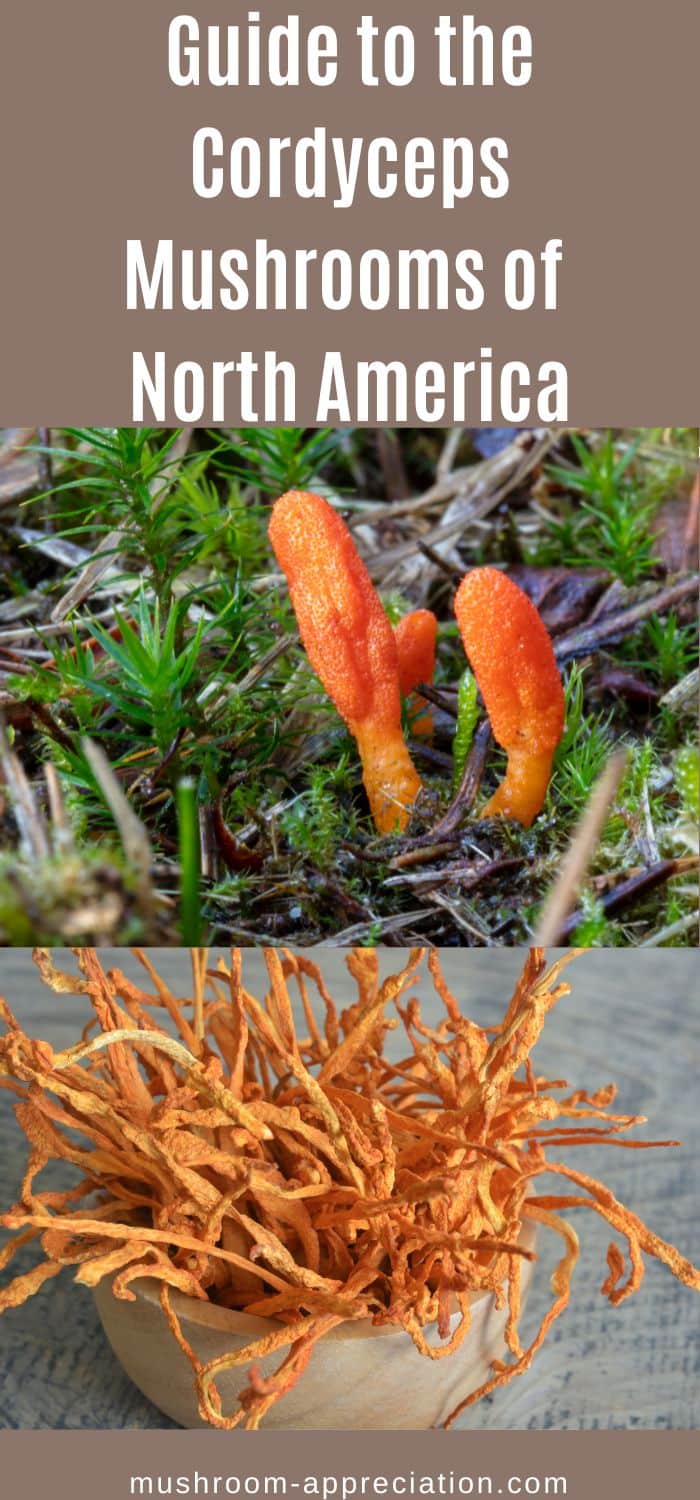 Guide to the Cordyceps Mushrooms of North America Mushroom Appreciation