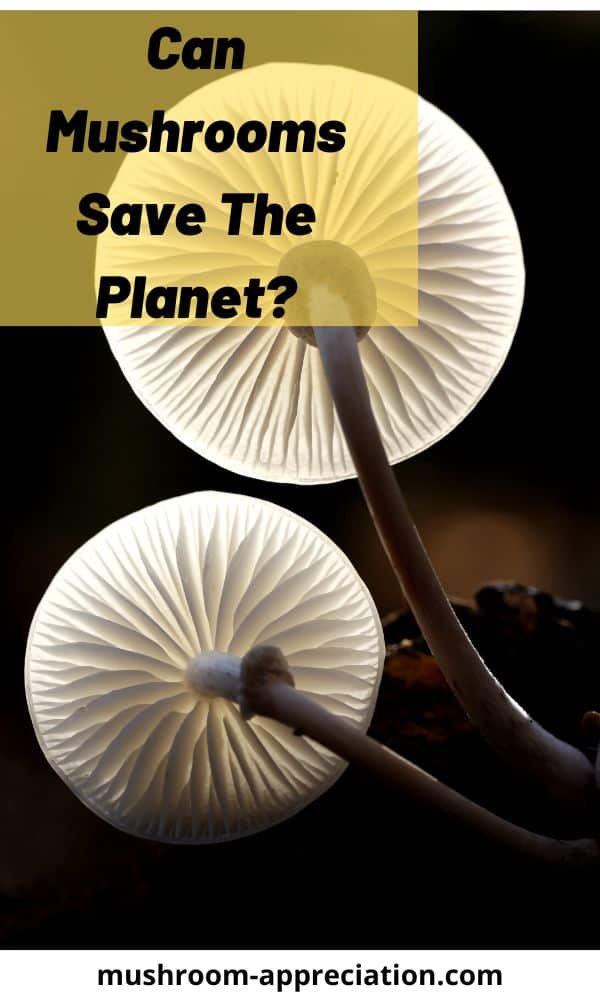 Can Mushrooms Save The Mushroom Appreciation