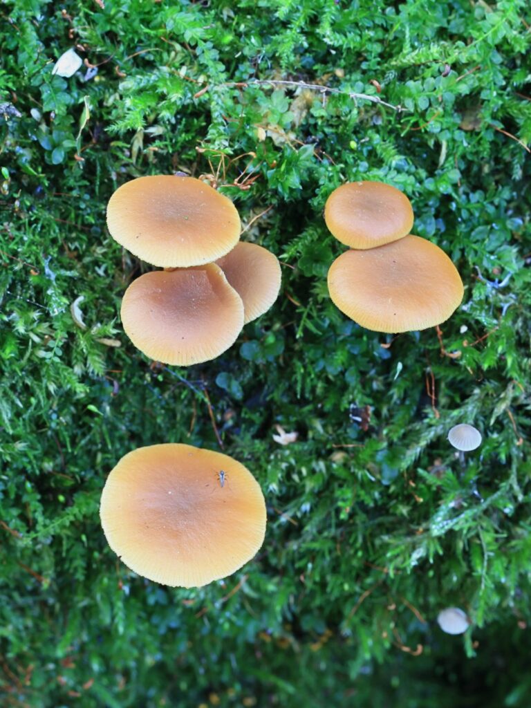 Little Brown Mushrooms and The Deadly Galerina Mushroom Appreciation