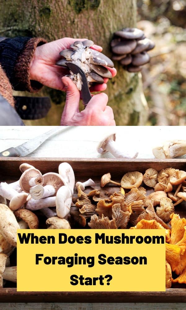 When Does Mushroom Foraging Season Start? Mushroom Appreciation