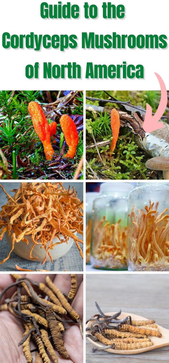 Guide to the Cordyceps Mushrooms of North America Mushroom Appreciation