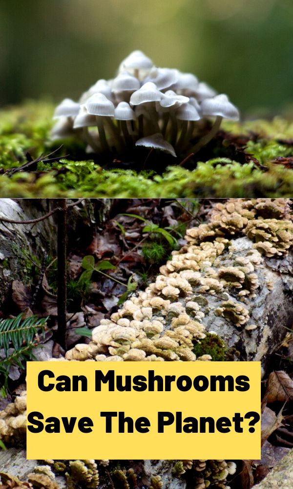 Can Mushrooms Save The Mushroom Appreciation