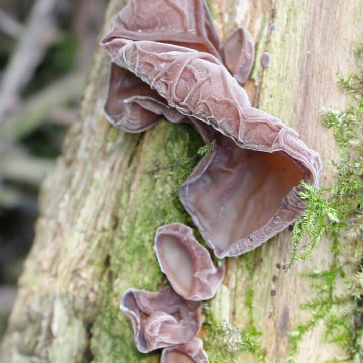 Wood Ear Mushrooms Identification, Foraging, and Lookalikes Mushroom