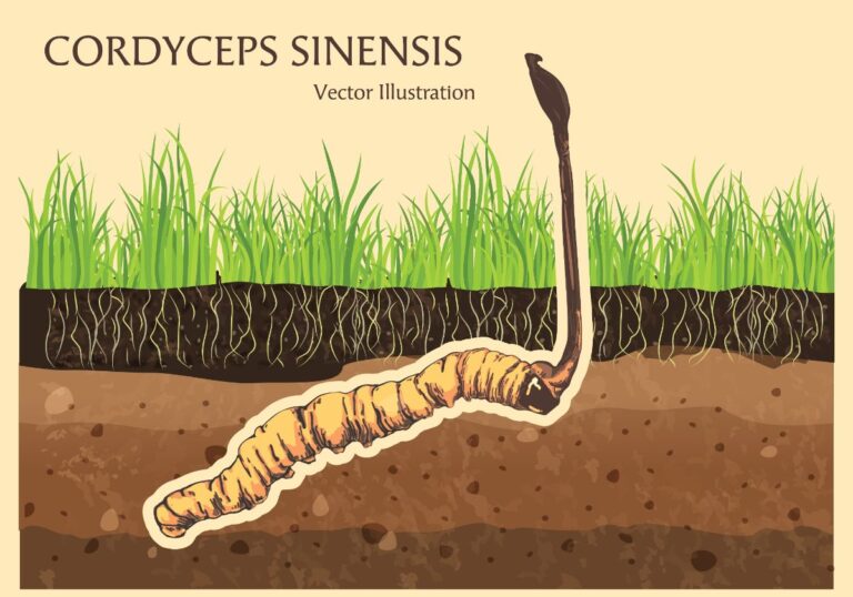 Guide to the Cordyceps Mushrooms of North America - Mushroom Appreciation
