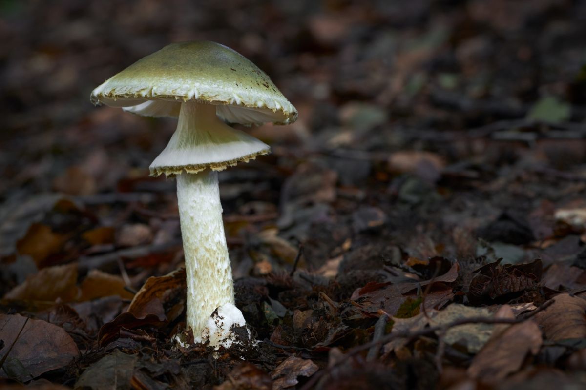 death cap mushroom