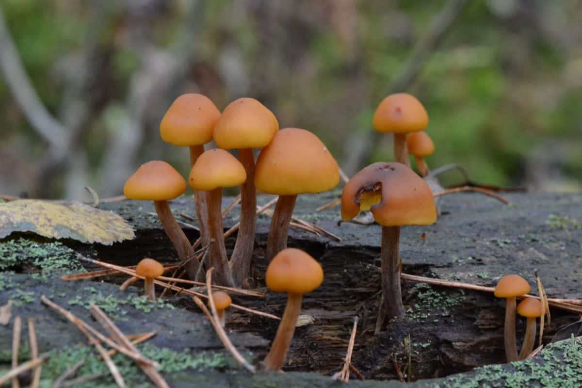 deadly galerina mushroom