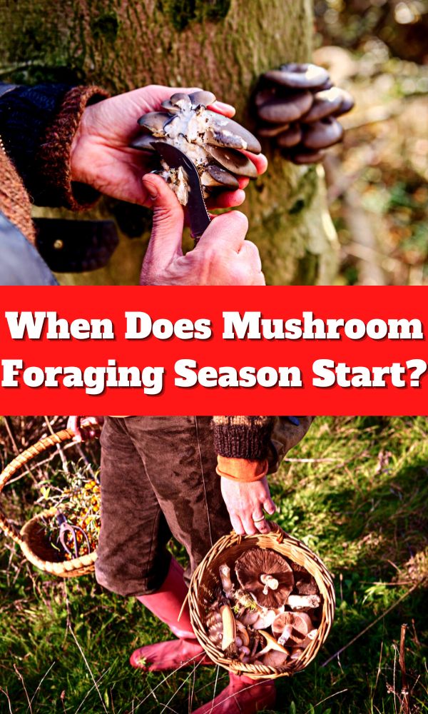When Does Mushroom Foraging Season Start? Mushroom Appreciation