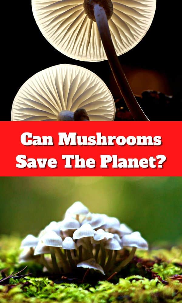 Can Mushrooms Save The Mushroom Appreciation
