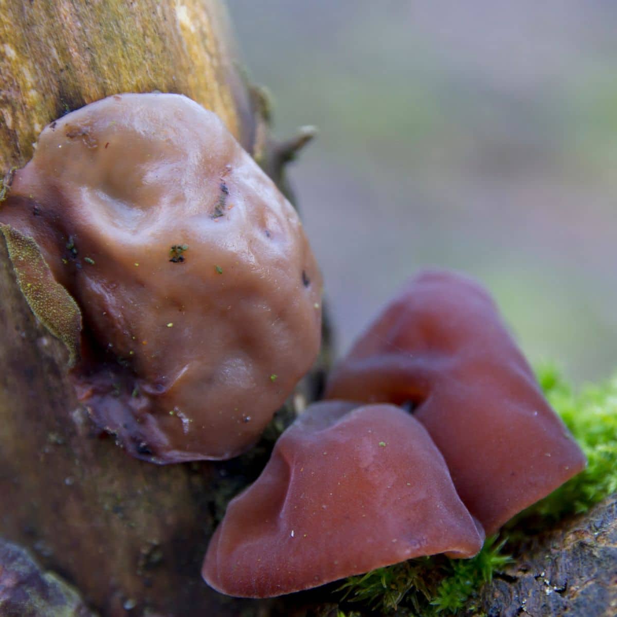 wood jellyfish mushroom