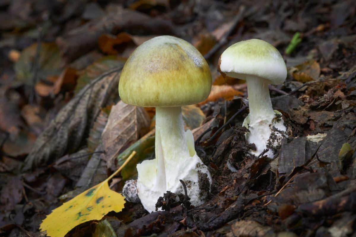 death cap amanita