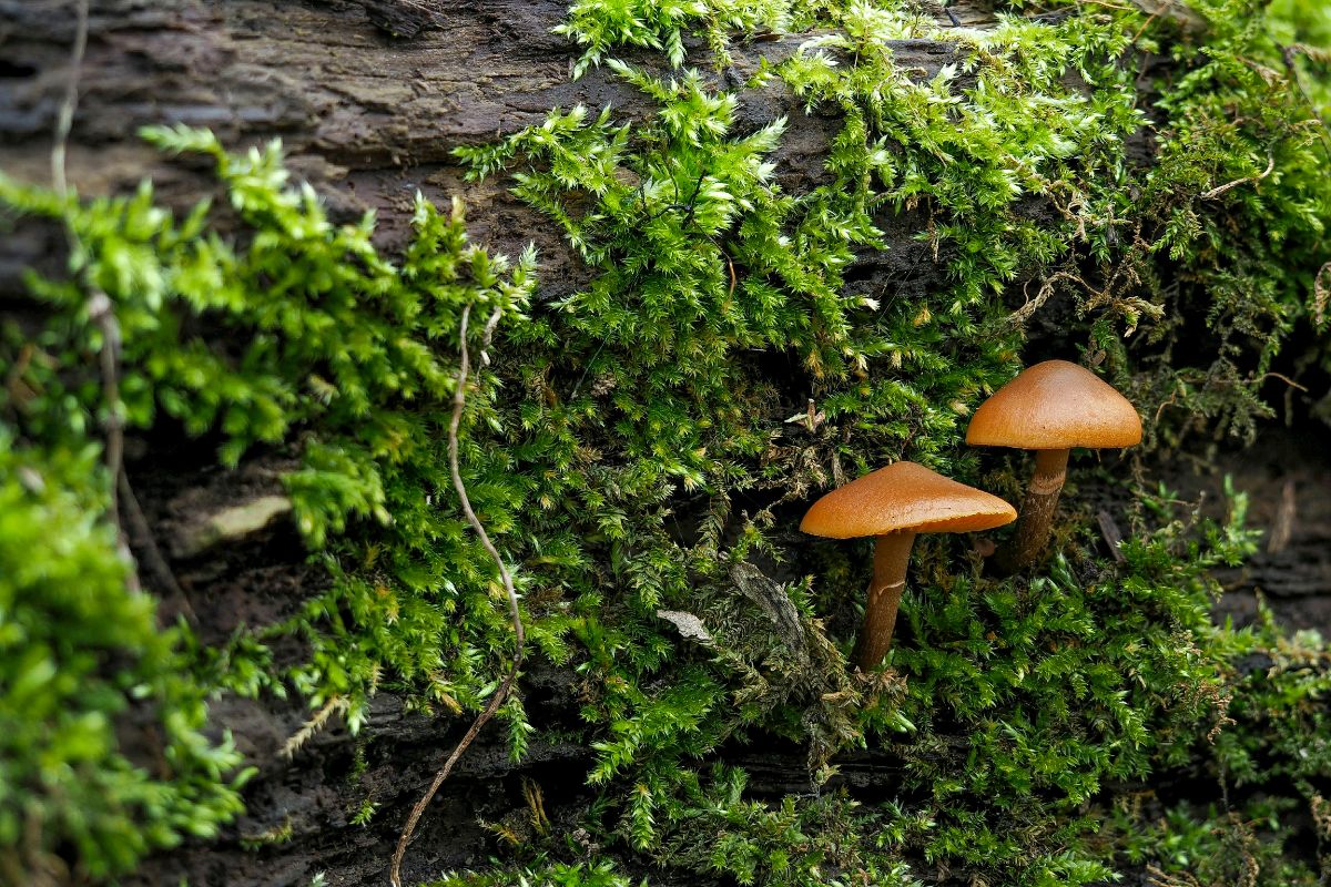 galerina deadly little brown mushrooms