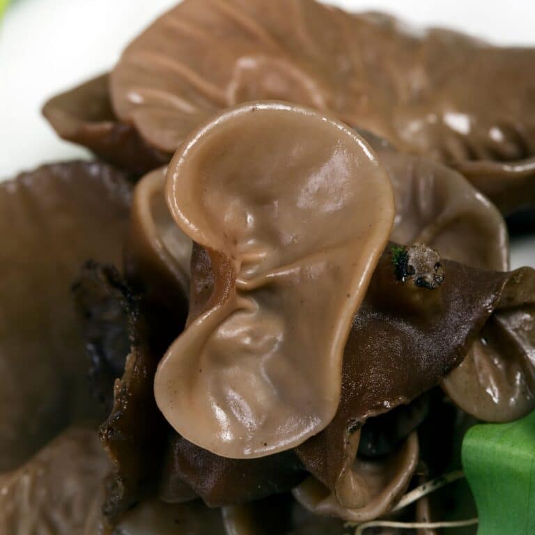 Wood Ear Mushrooms Identification, Foraging, and Lookalikes Mushroom