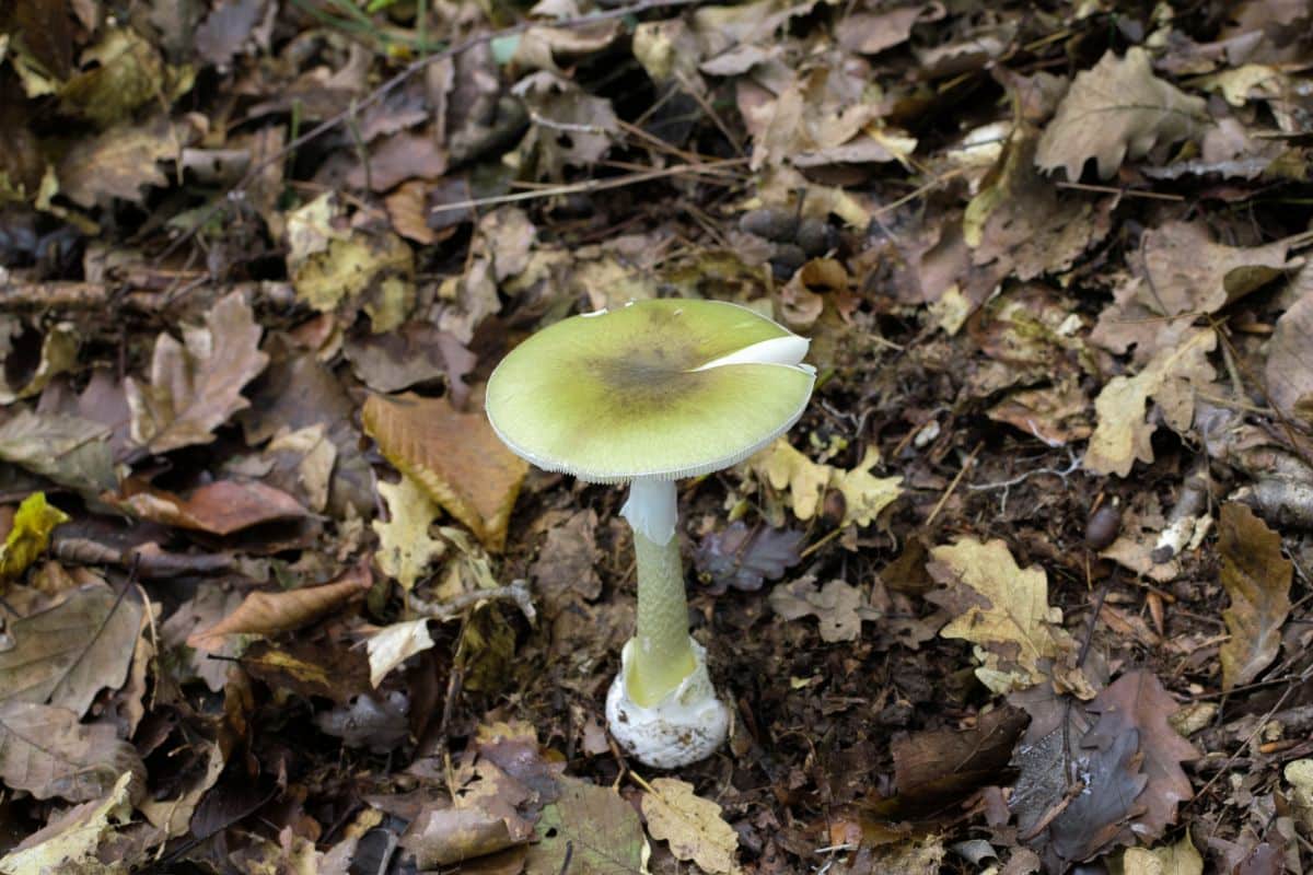 death cap mushroom
