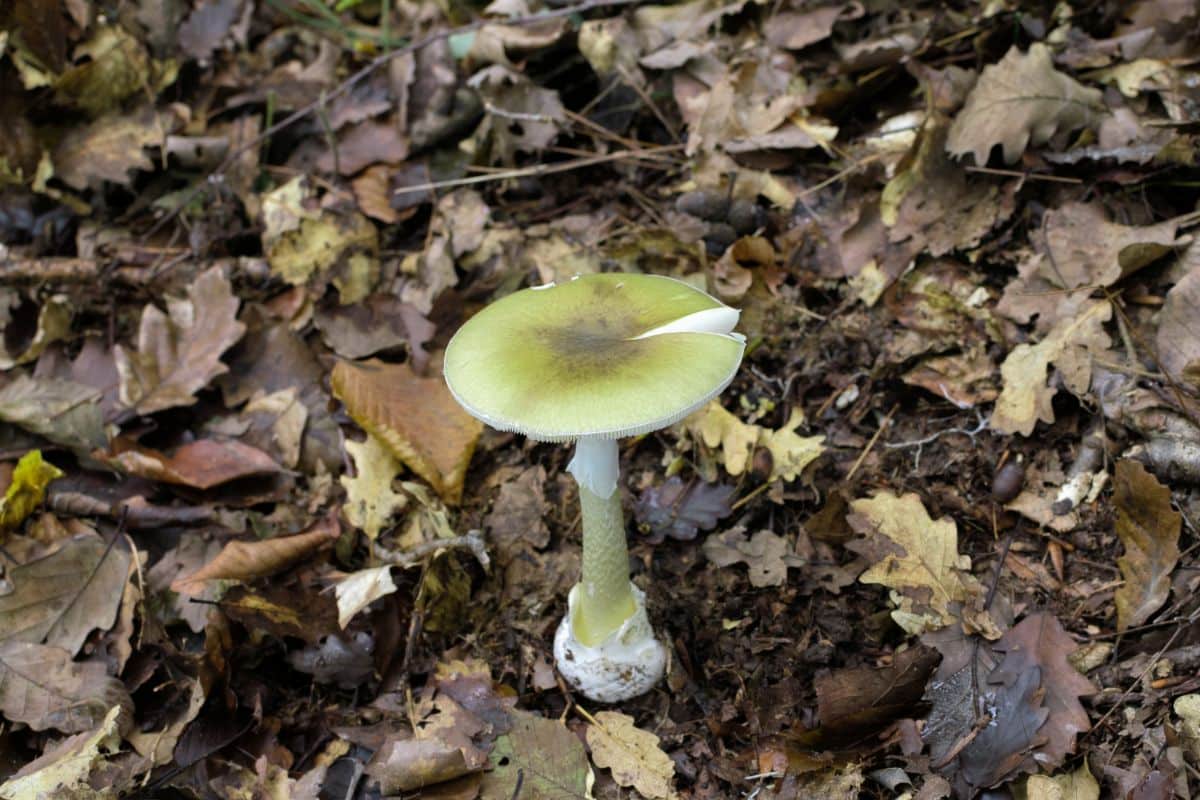 death cap mushroom
