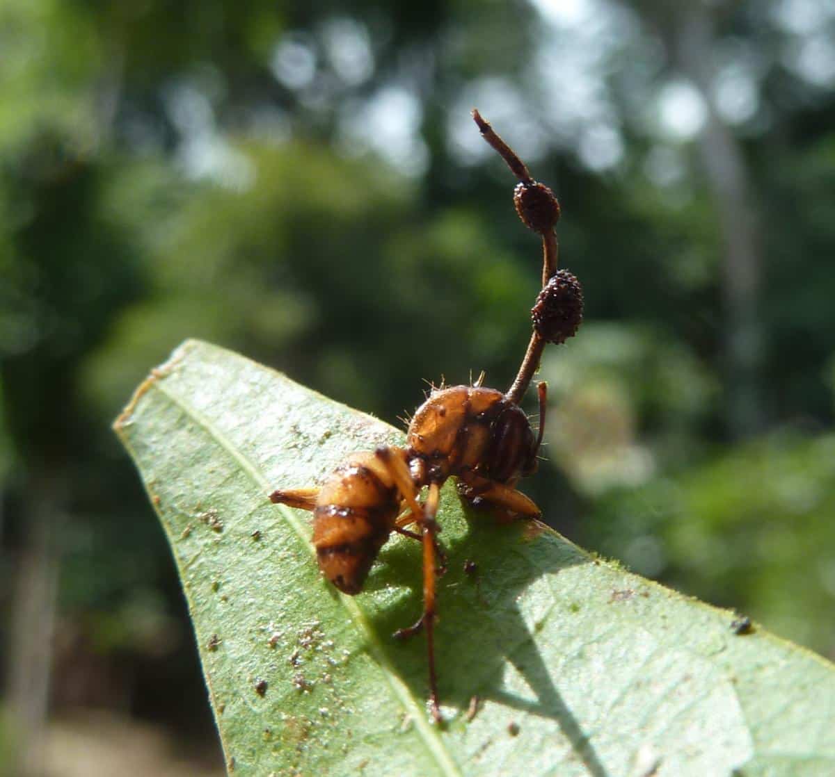 Ophiocordyceps unilateralis