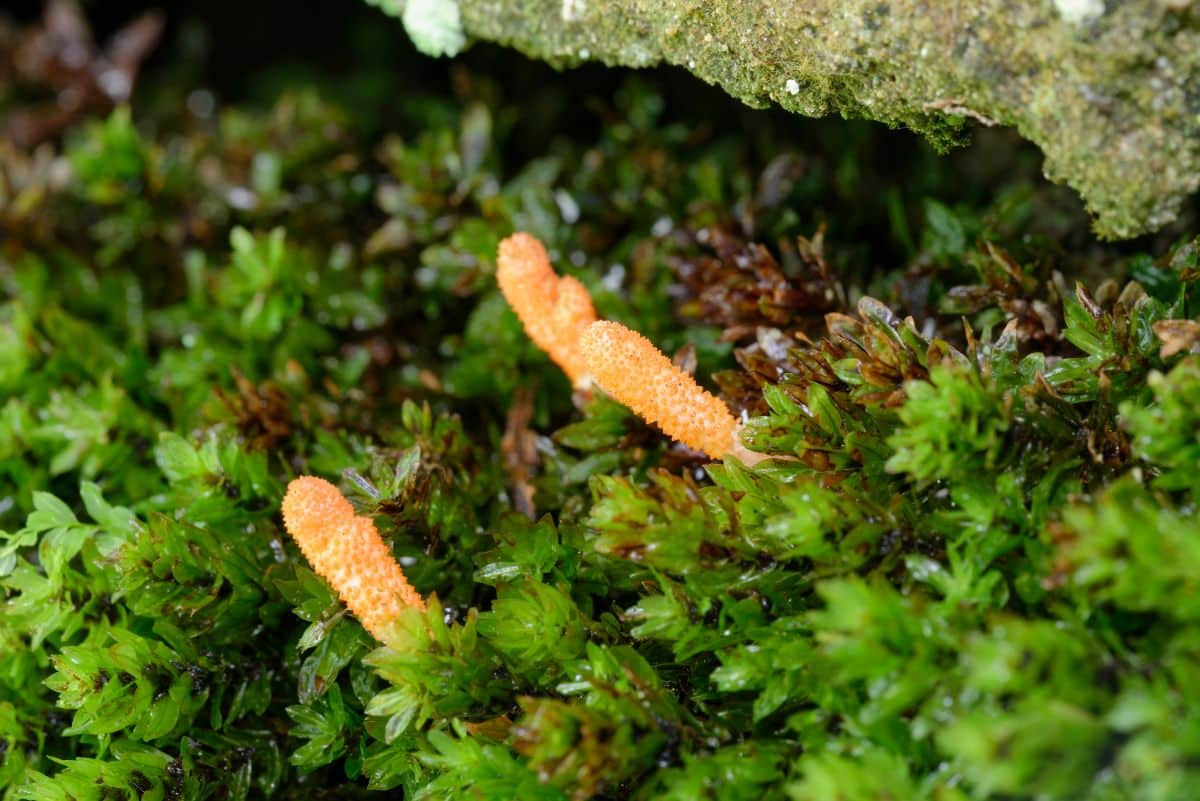 cordycep mushroom in moss
