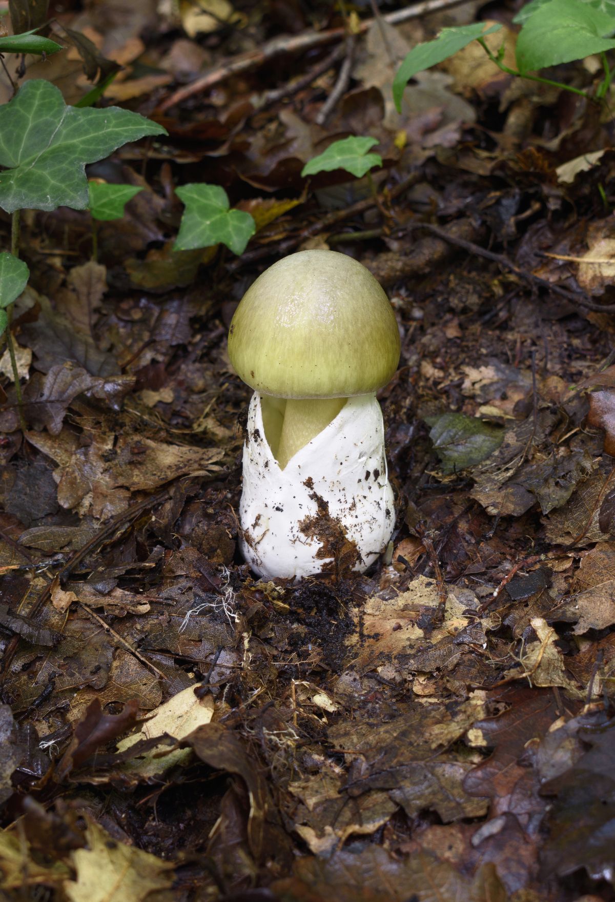 Amanita phalloides