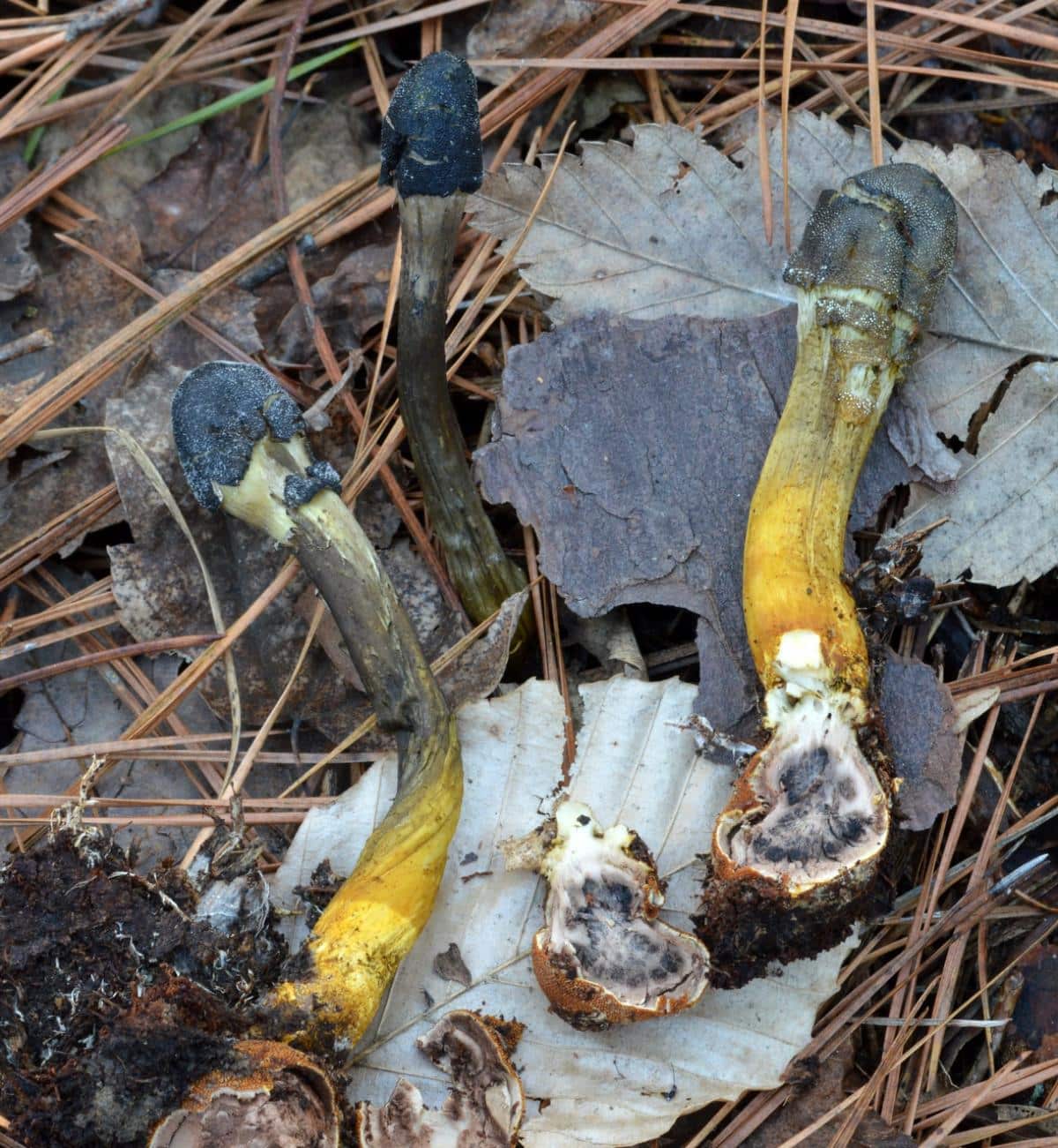 Cordyceps capitata