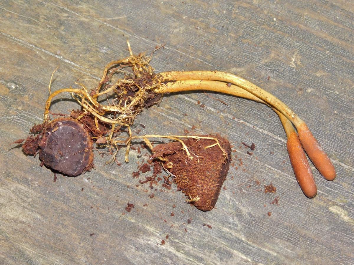 Cordyceps ophioglossoides