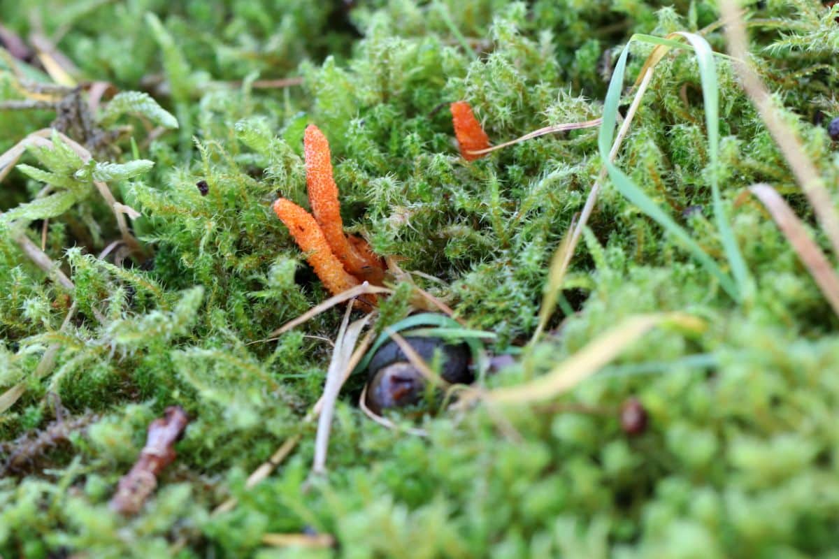 cordyceps mushroom growing wild