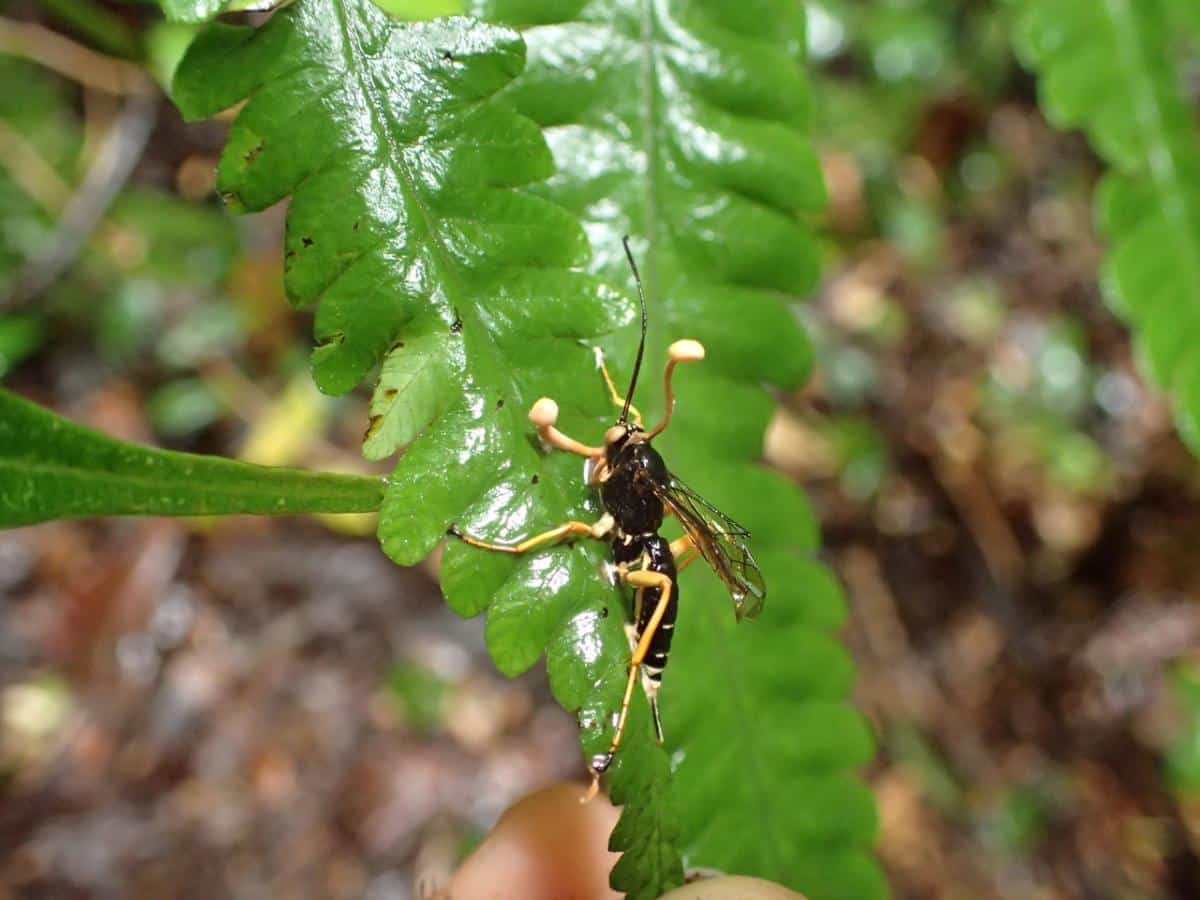 Ophiocordyceps sphecocephala