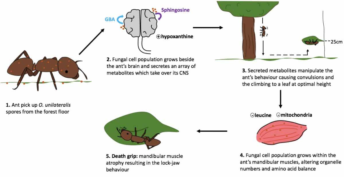 zombie fungus ant