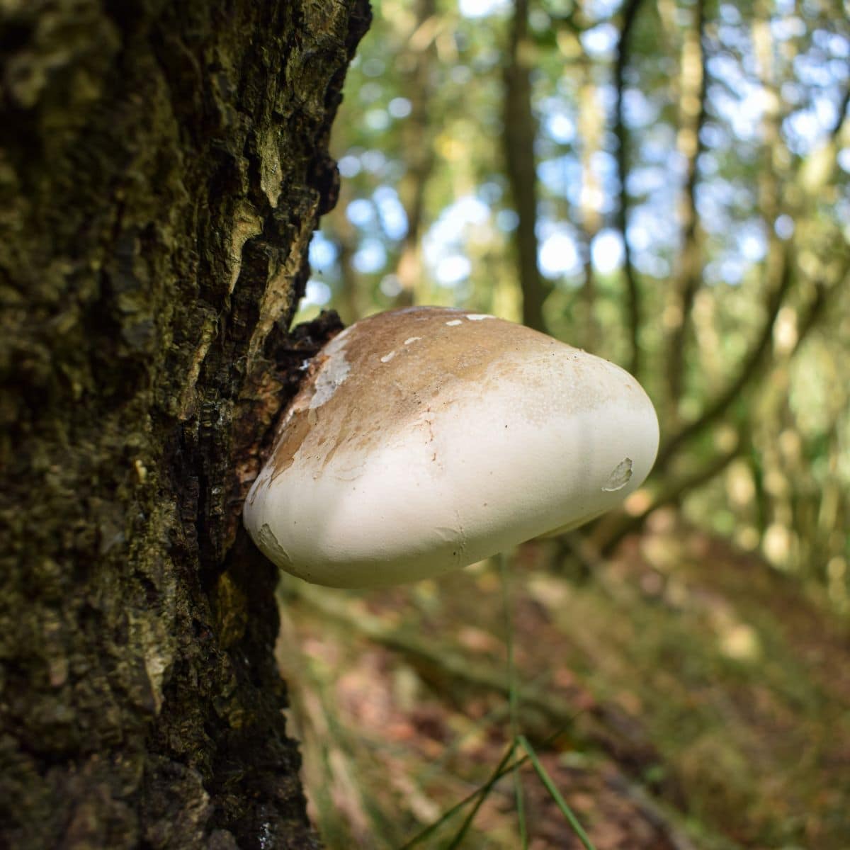 birch polypore