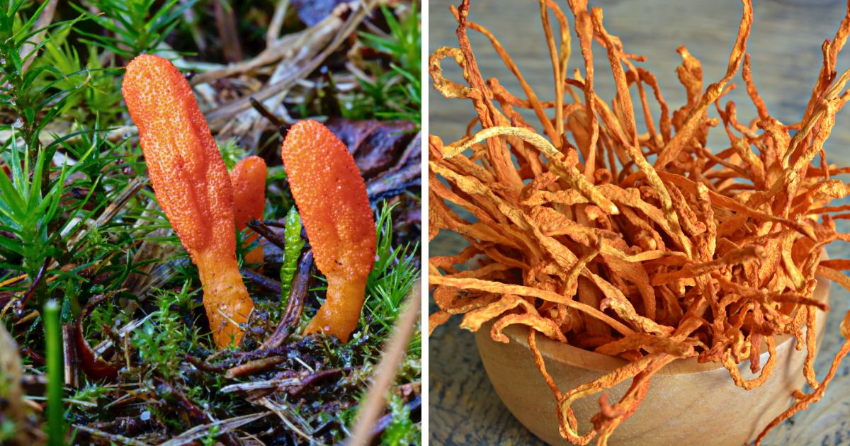 Guide to the Cordyceps Mushrooms of North America Mushroom Appreciation