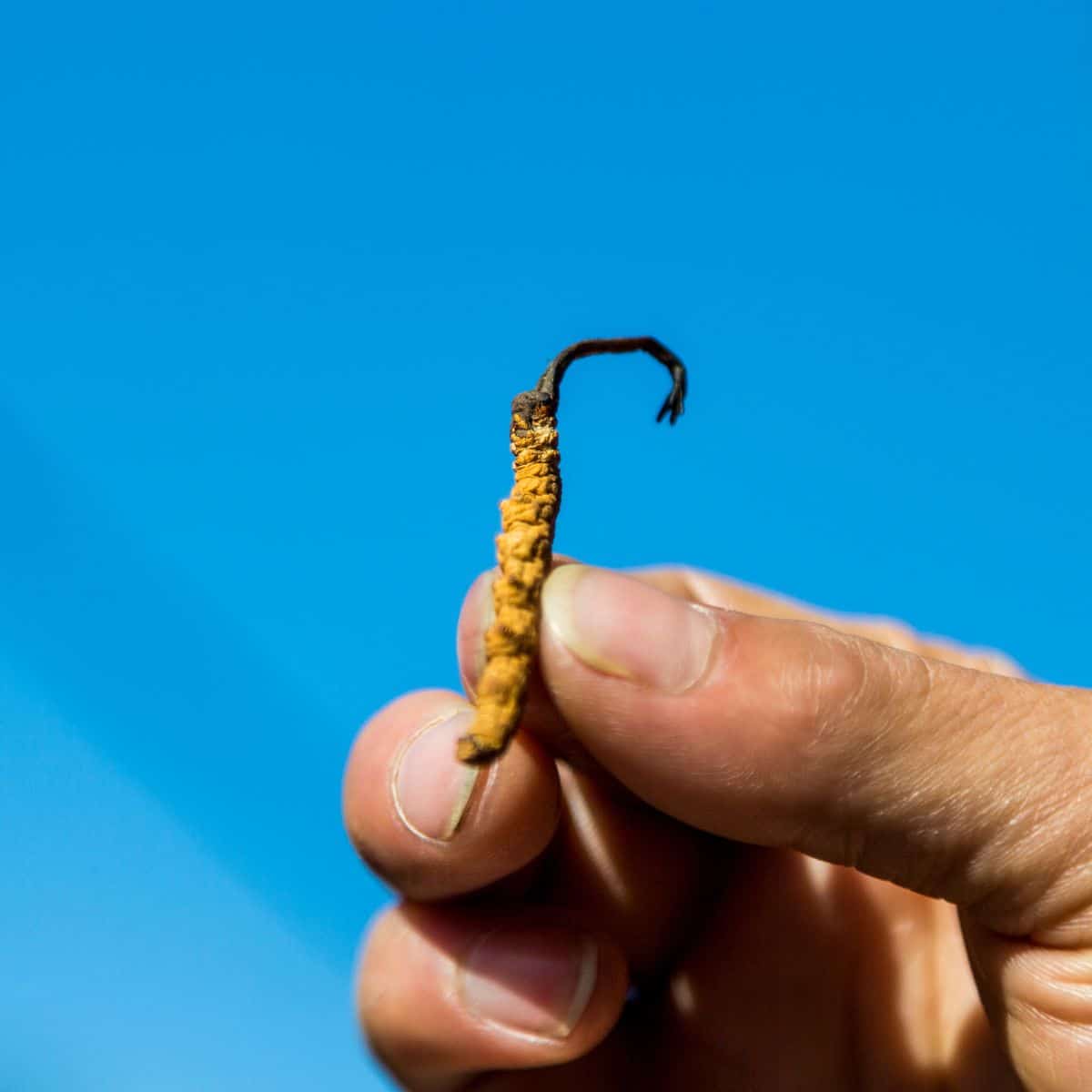 cordycep in hand