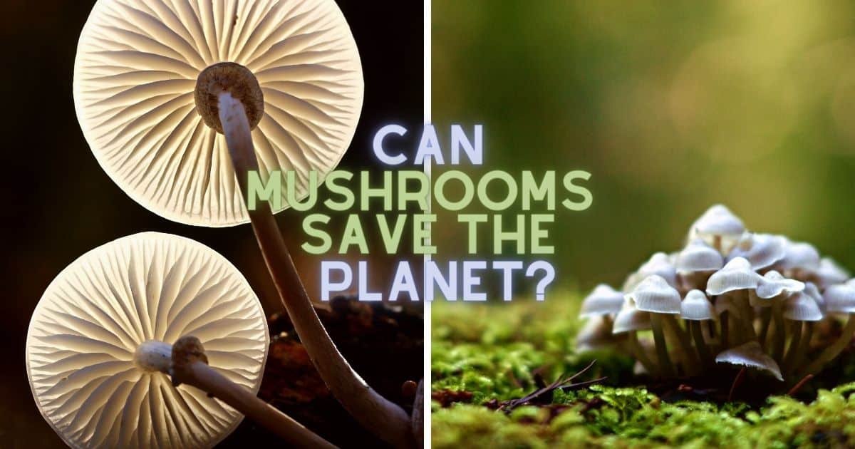 Can Mushrooms Save The Mushroom Appreciation