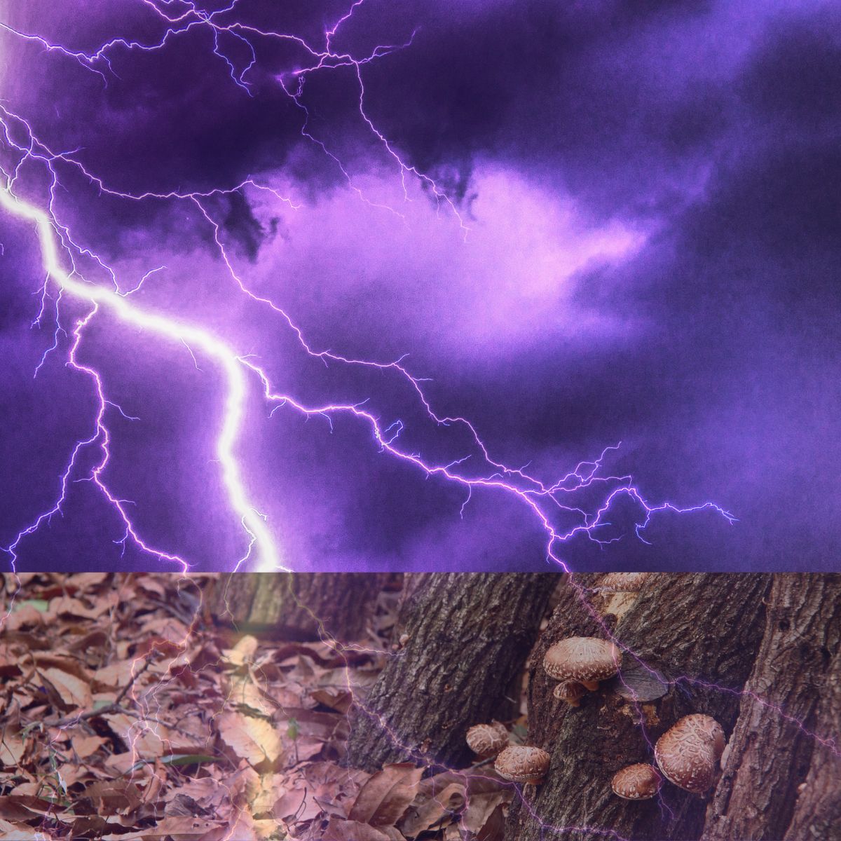 lightning striking shiitake