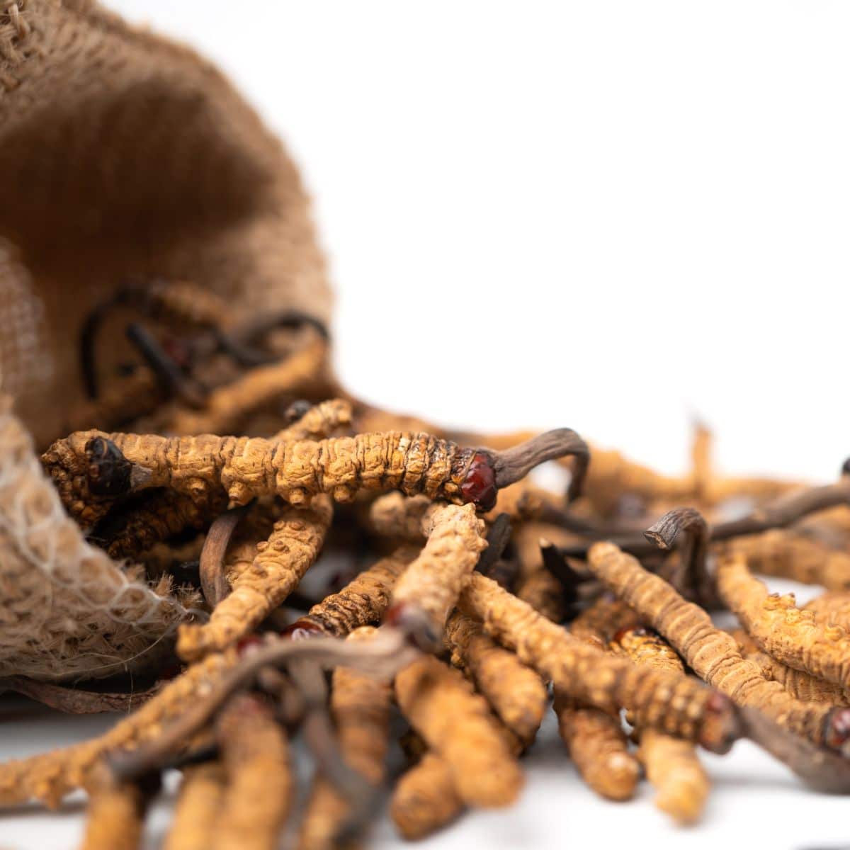 cordyceps