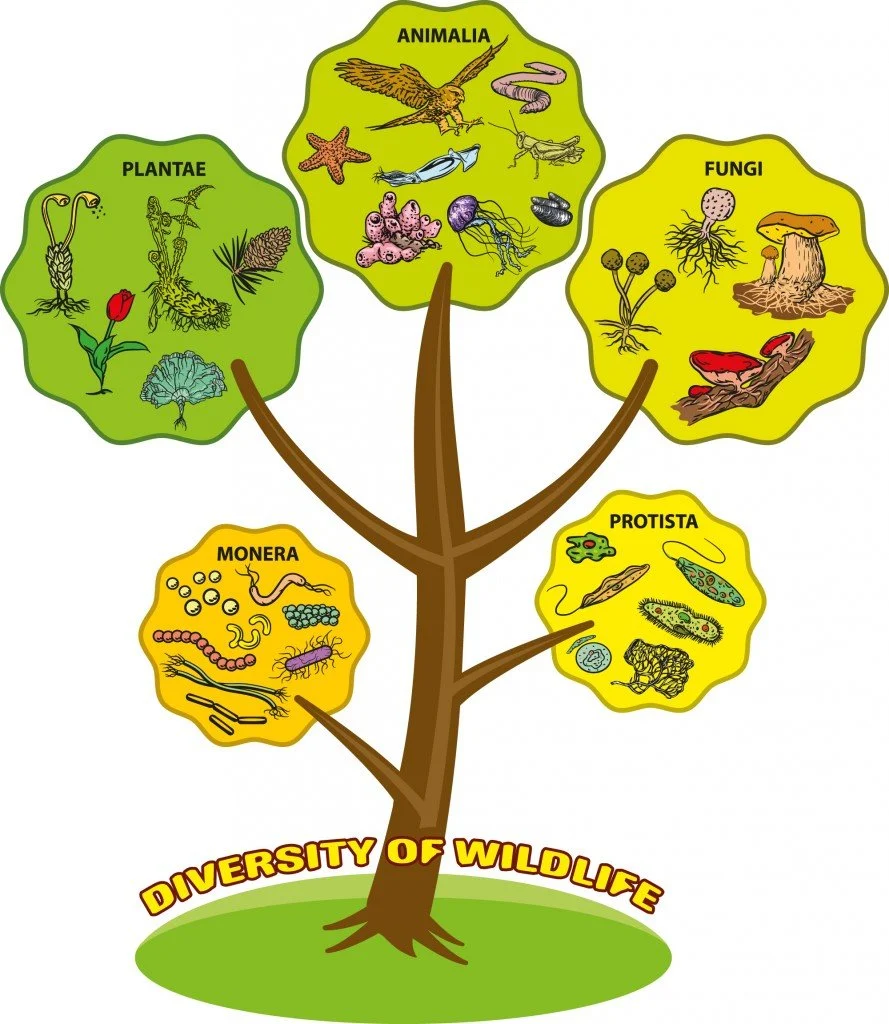 The 6 kingdoms, fungi facts