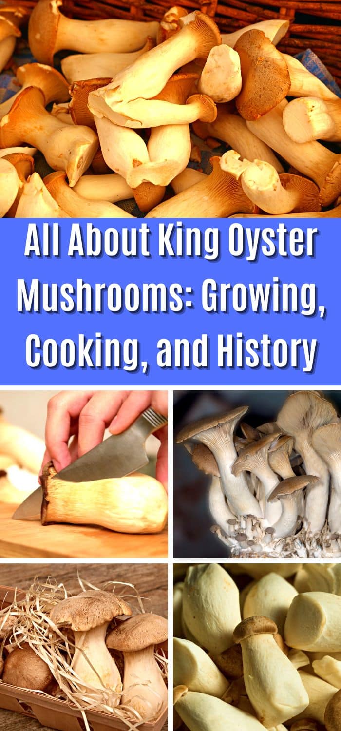 All About King Oyster Mushrooms Growing, Cooking, and History Mushroom Appreciation