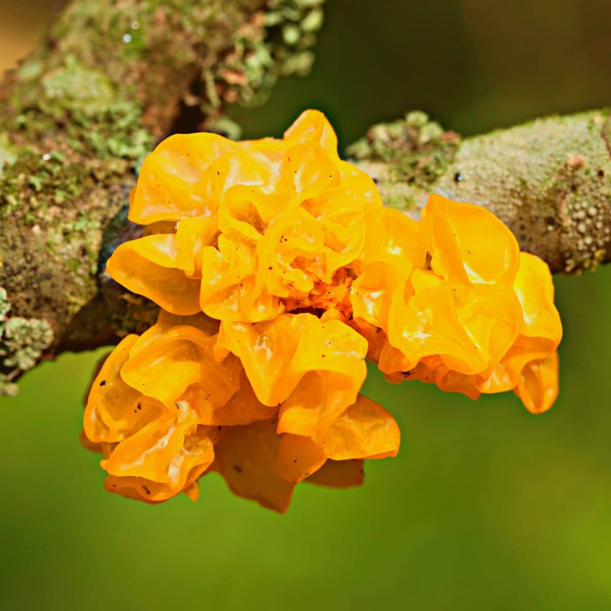 Edible Mushrooms - Mushroom Appreciation
