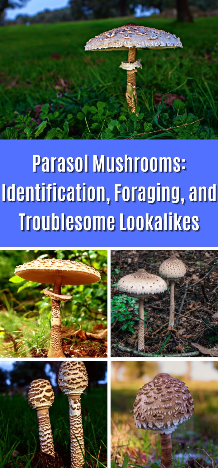 Parasol Mushrooms Identification, Foraging, and Troublesome Lookalikes