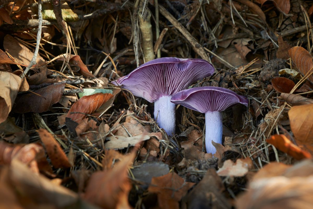 wood blewits