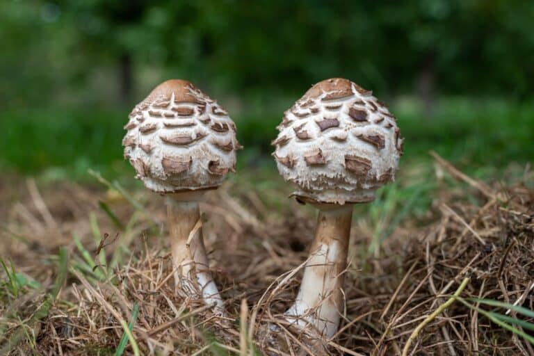 Shaggy Parasol Identification, Foraging, and Cautions Mushroom Appreciation