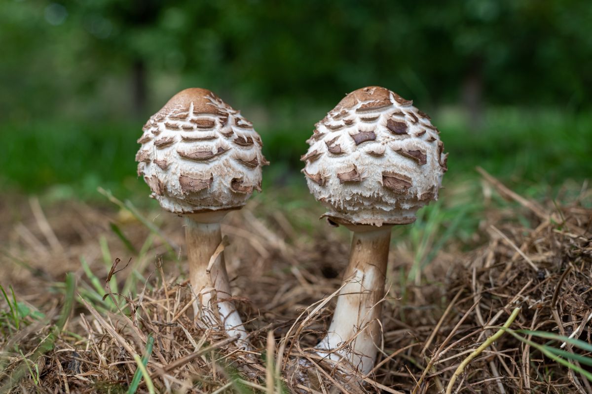 Chlorophyllum rhacodes