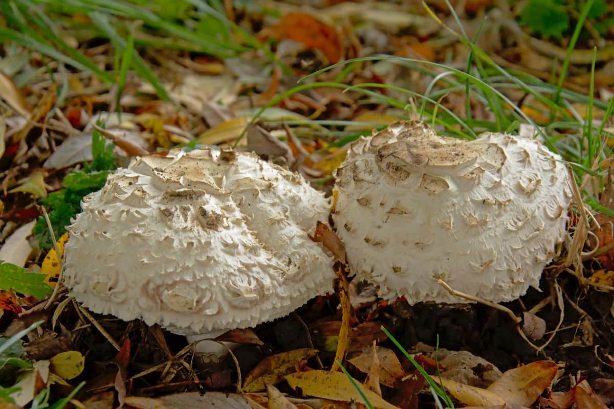 shaggy parasol 