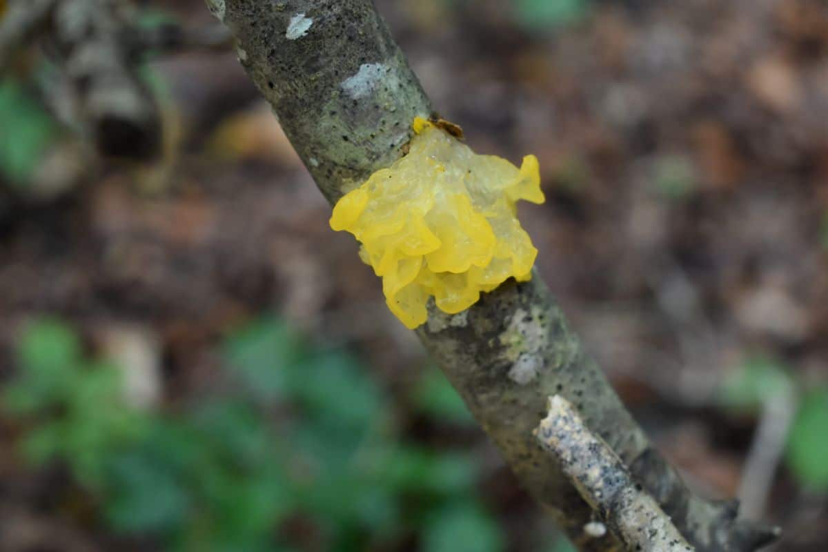 yellow trembler fungus