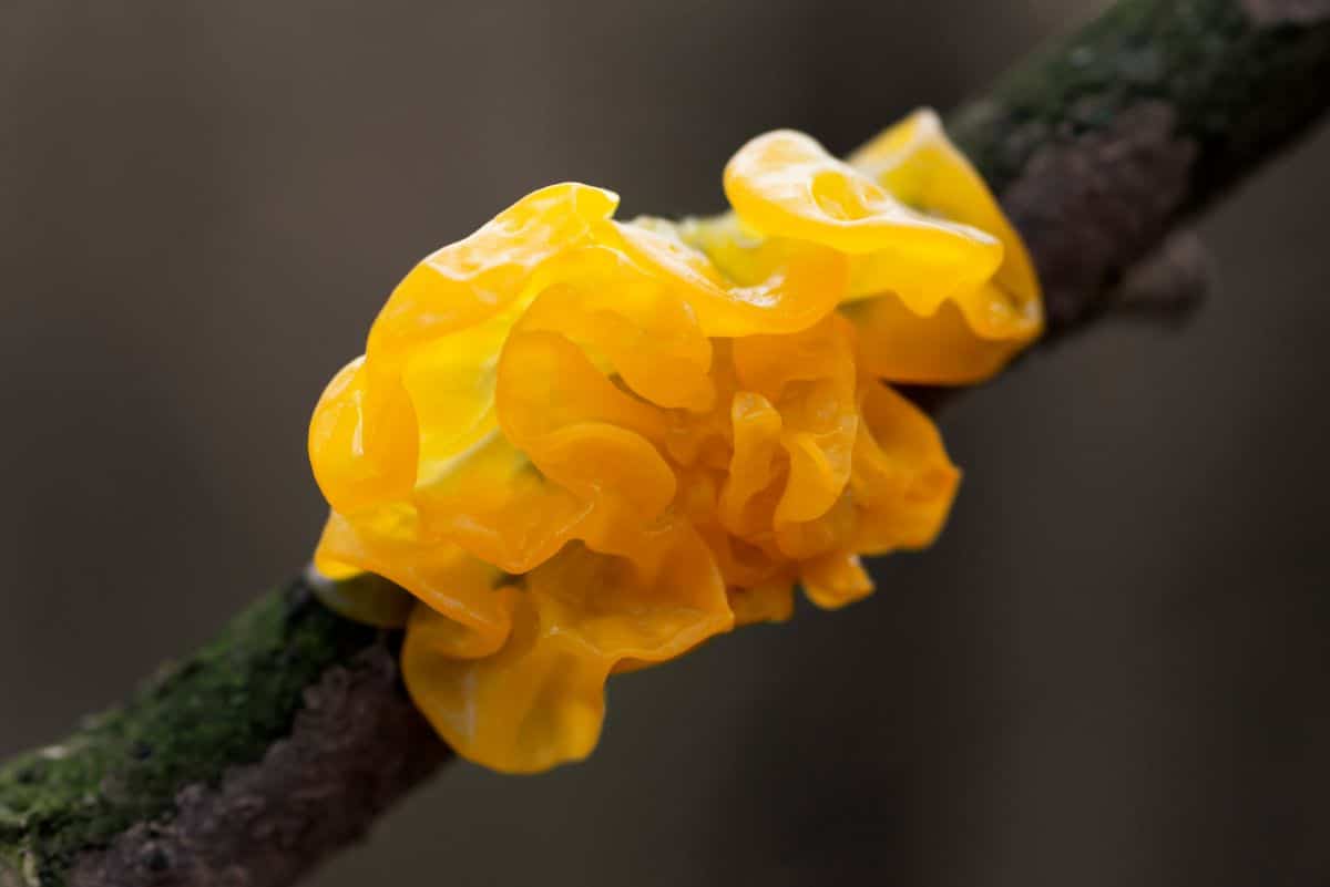 witches butter