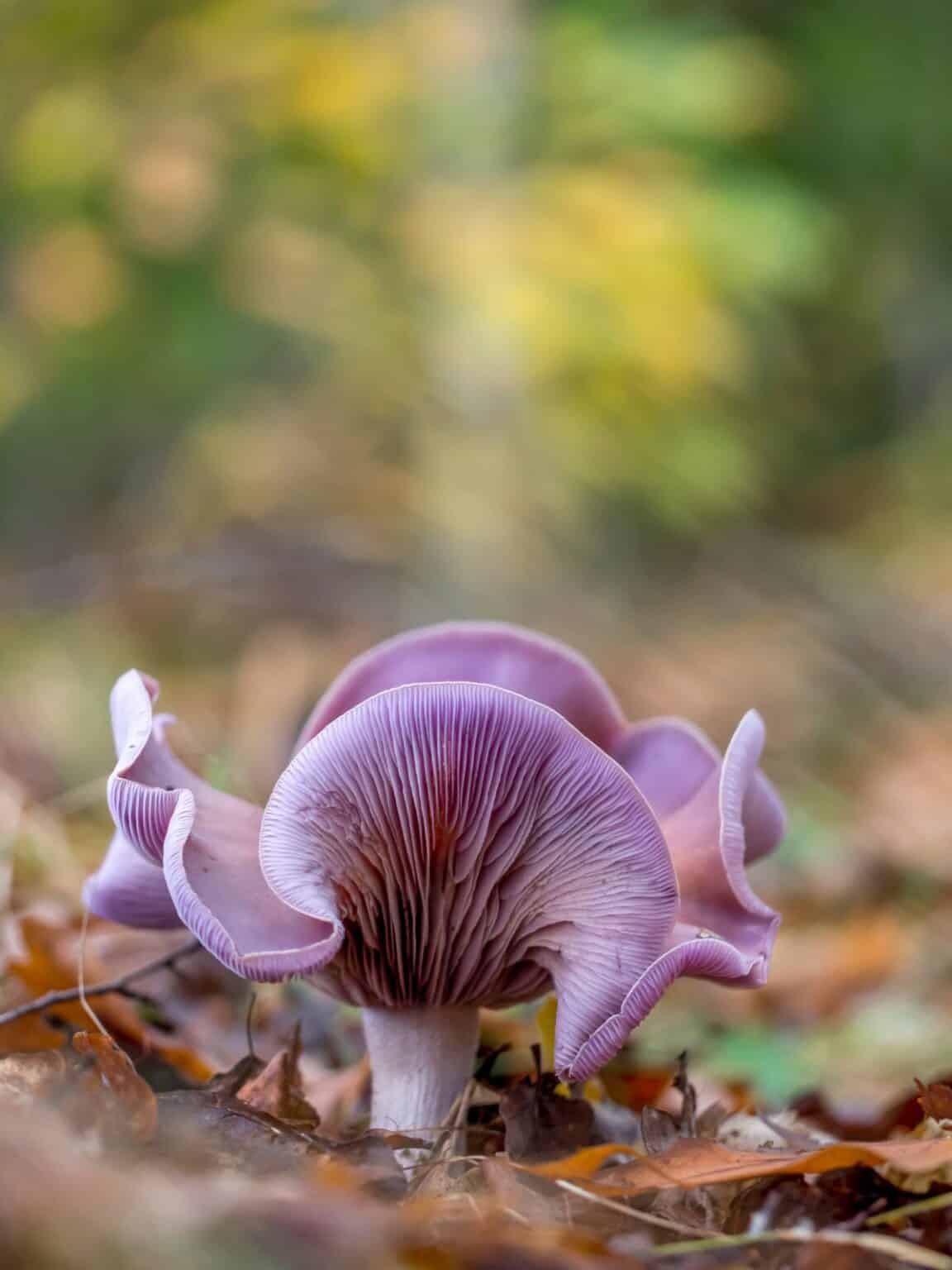 Wood Blewit: Identification, Foraging, and Cooking The Purple Nudist