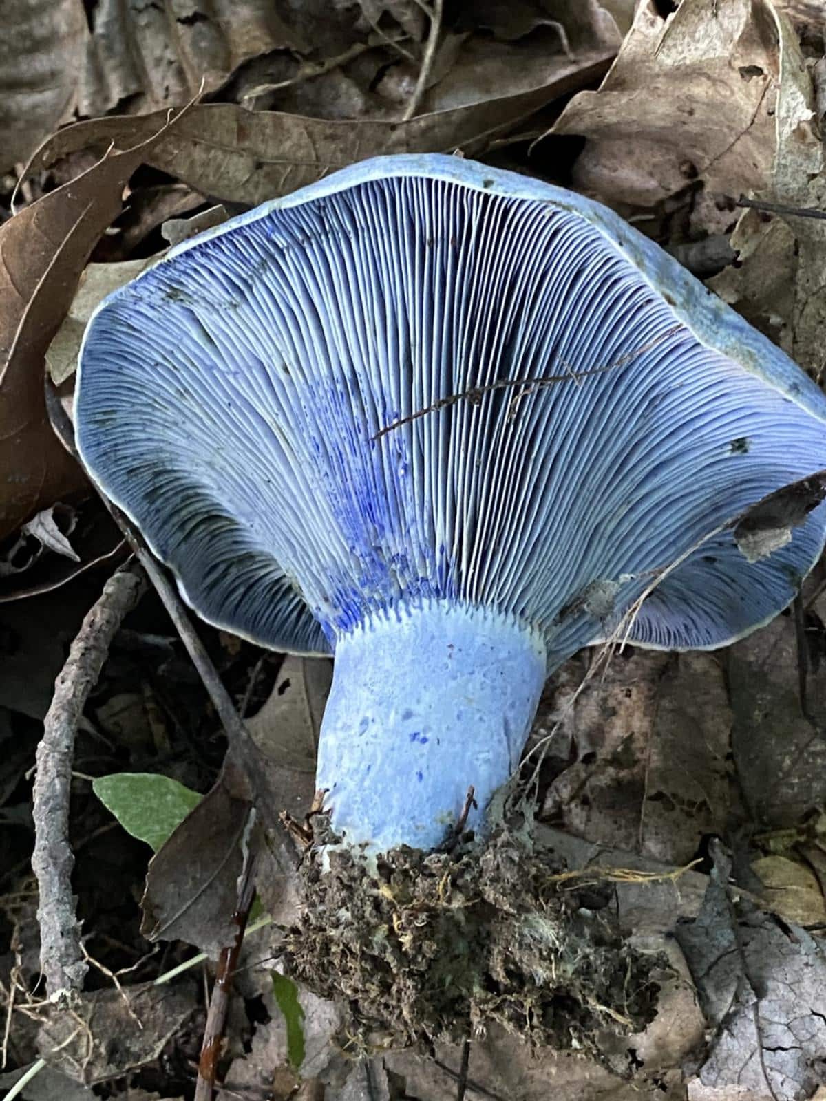 blue gills of indigo milky cap