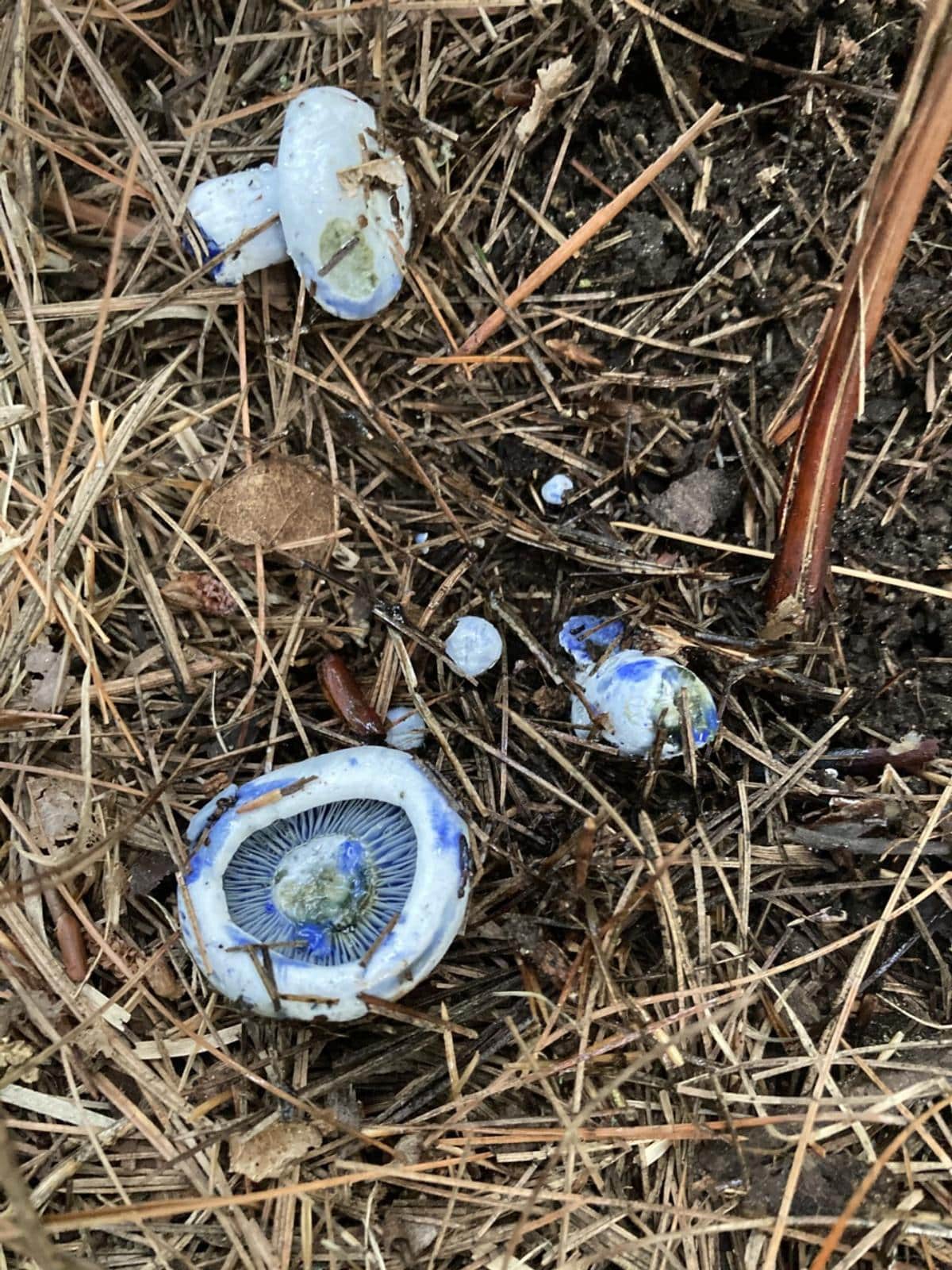 blue lactarius