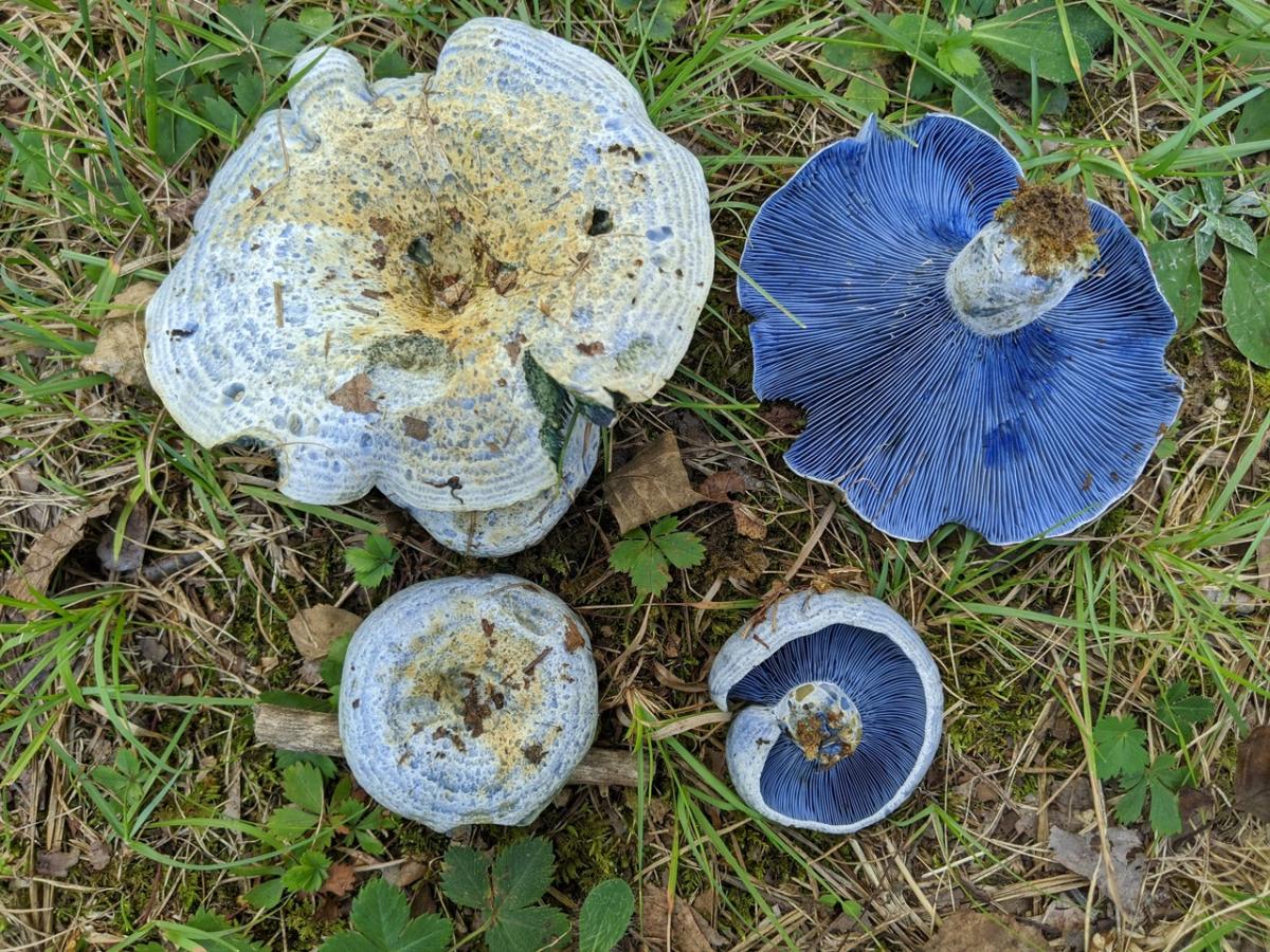 indigo milk cap mushrooms