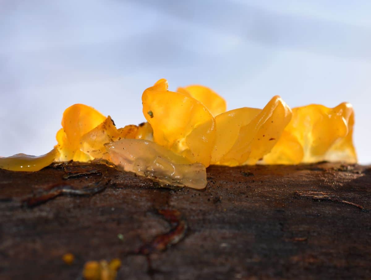 yellow jelly fungus

